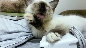 娱乐吃瓜酱三花猫的魅力,娱乐吃瓜酱的喵星人风采